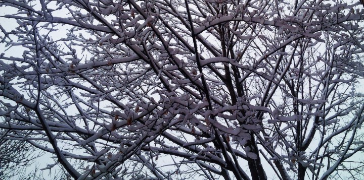 IMG_20150201_080457 (2)